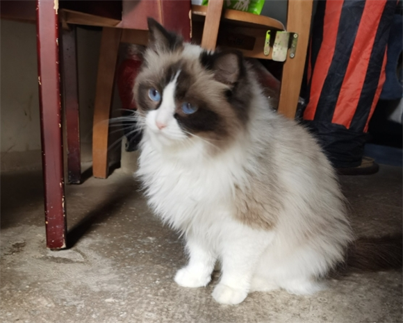 布偶猫最适合的梳子 布偶猫最适合的梳子