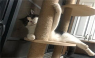 养了6年的猫相当于几岁