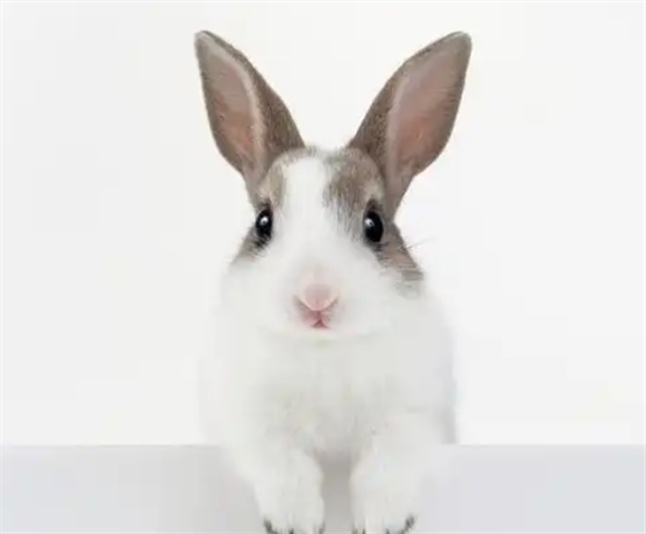 兔子喉咙上鼓包是什么原因