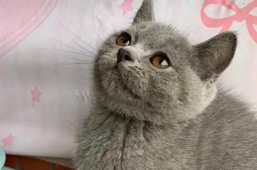 蓝猫6个月应该多重 蓝猫6个月应该多重