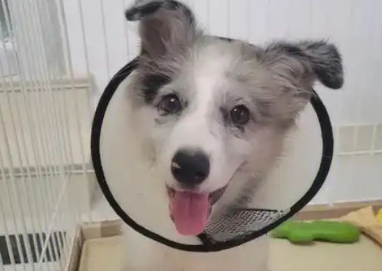 楚克奇伊丽莎白圈戴多久
