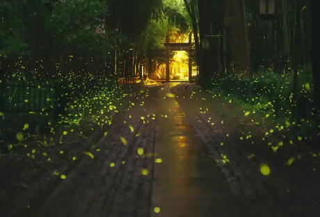 萤火虫好看吗