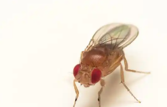 消灭果蝇的方法