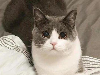 故意饿猫两天有啥反应 故意饿猫两天有啥反应