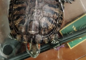 乌龟老叫唤是什么意思