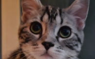 猫咪鼻炎可以长期使用的口服药