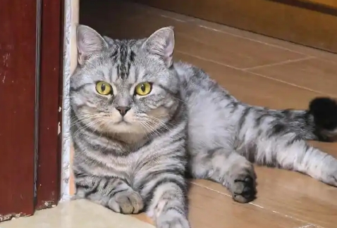 虎斑猫尴尬期是几个月 虎斑猫尴尬期是几个月