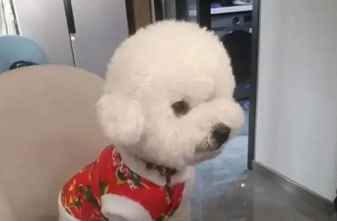 成年比能狗狗一天喂几次 成年比能狗狗一天喂几次