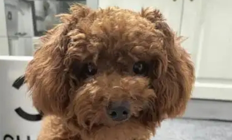 泰迪一般多少度穿衣服