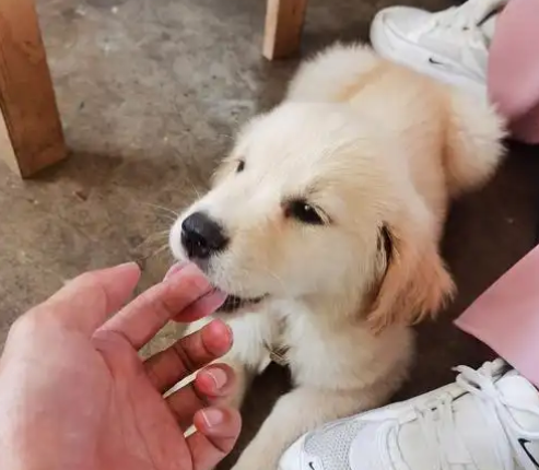 狗为什么尿血怎么办
