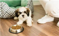 一个多月的幼犬吃啥