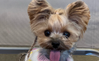 犬瘟热必死吗