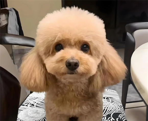 泰迪几个月开始尴尬期