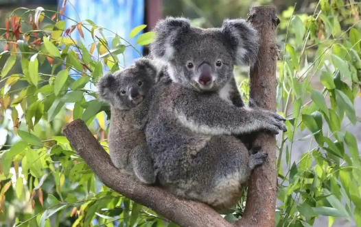 南京市红山森林动物园发长文送别考拉茉莉！网友看哭：谢谢你来过……