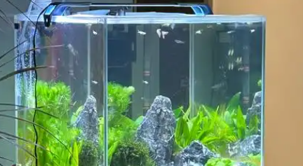 蒂乐森鱼缸新品上市，品上打造庭院景观新风尚