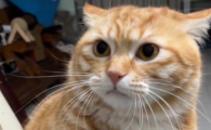 猫咪耳朵有黄色油脂怎么弄