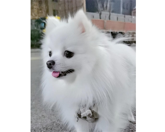 博美几个月就停止生长呢