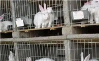 兔子一年生几窝