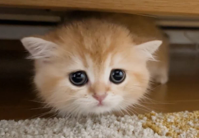 猫猫吐出来黄色的液体