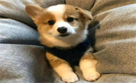 狗为什么吃自己拉的东西