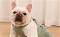 法斗多少度需要穿衣服