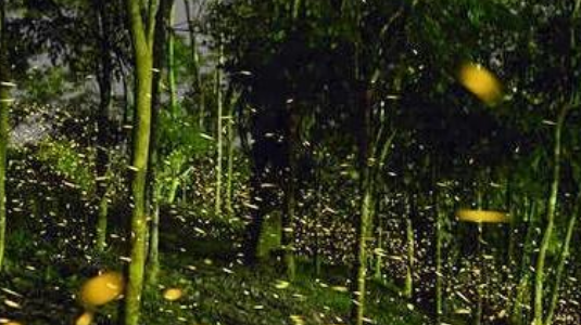 北京哪有萤火虫