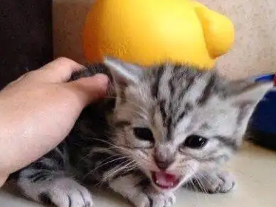 小奶猫趴在管子上不动，主人一看笑喷：这睡功真厉害