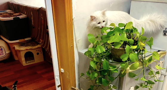 猫咪吃绿萝多久能自愈 猫咪吃绿萝多久能自愈
