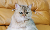猫咪晚上叫的几种原因