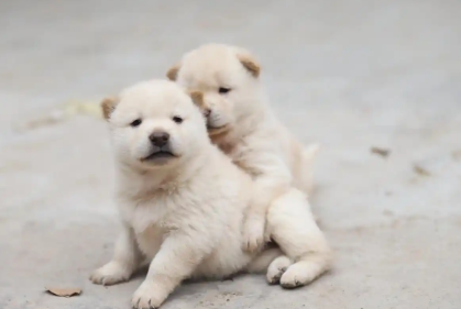 幼犬可以喝豆浆吗