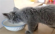 得了猫传腹的猫吃东西正常吗