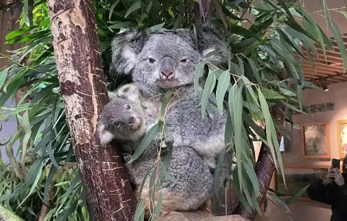 南京市红山森林动物园发长文送别考拉茉莉！网友看哭：谢谢你来过……