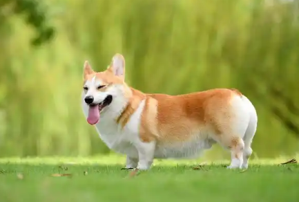柯基犬怎么训练握手和上厕所
