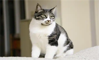 猫咪屁股流黄色液体