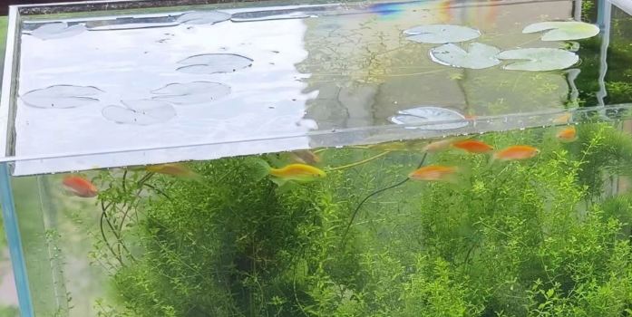 seastar懒人鱼缸真的不用换水吗