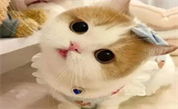 猫吃多了会传腹吗