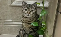 绿萝的气味会对猫咪有害吗