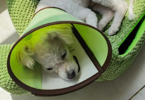 狗传染病检查什么项目
