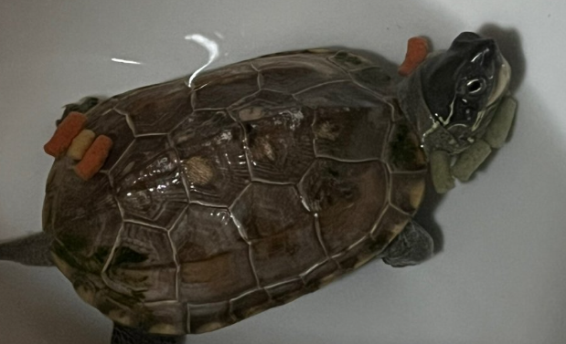 乌龟不吃食会饿死吗 乌龟不吃食会饿死吗