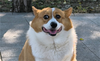 狗狗肾衰竭恢复期什么症状