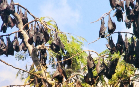 蝙蝠飞头上什么预兆 蝙蝠飞头上什么预兆