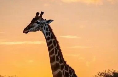 长颈鹿有多高 长颈鹿有多高