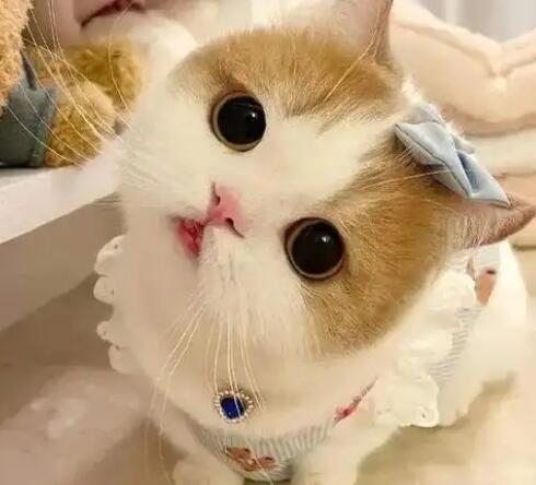猫吃多了会传腹吗 猫吃多了会传腹吗