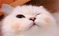 猫传腹和猫腹水有什么区别