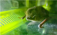 家里怎么进蝙蝠