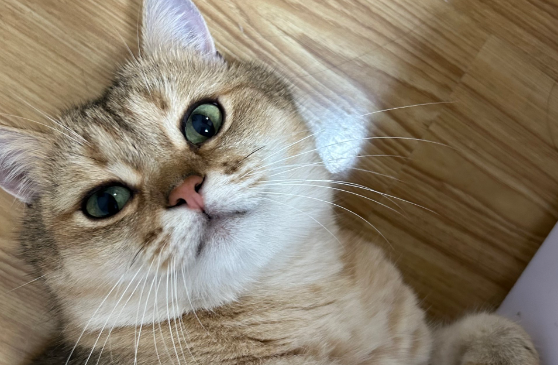 猫和人通用感冒药吗
