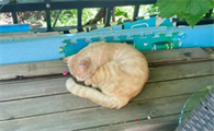 猫能饿多久会服软