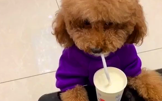 泰迪可以喝新鲜的羊奶吗 泰迪可以喝新鲜的羊奶吗