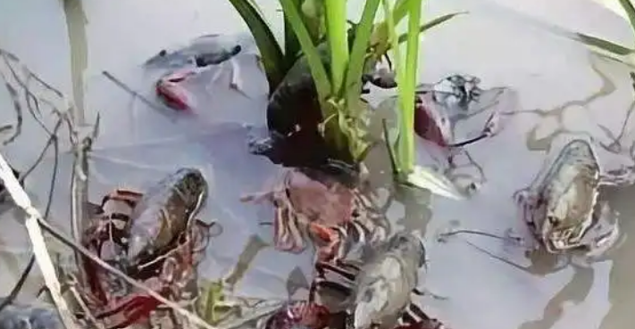 龙虾吃什么呀