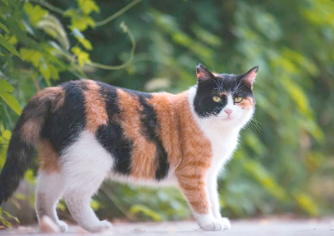 猫咪打狂犬疫苗注意事项有哪些